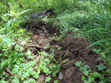 棲地內步道與核心區有多處土石遭剷翻並留有明顯野豬拱痕